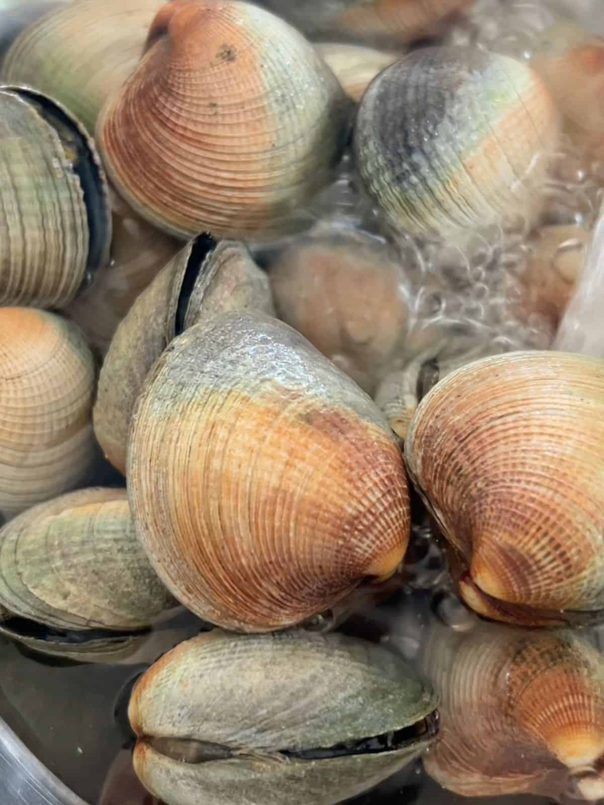 Fresh cockles being rinsed and cleaned.